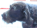 Rezi, griffon,teefje van 12 jaar heeft een hersenbloeding gehad en krijgt acupunctuur ook voor haar rug.